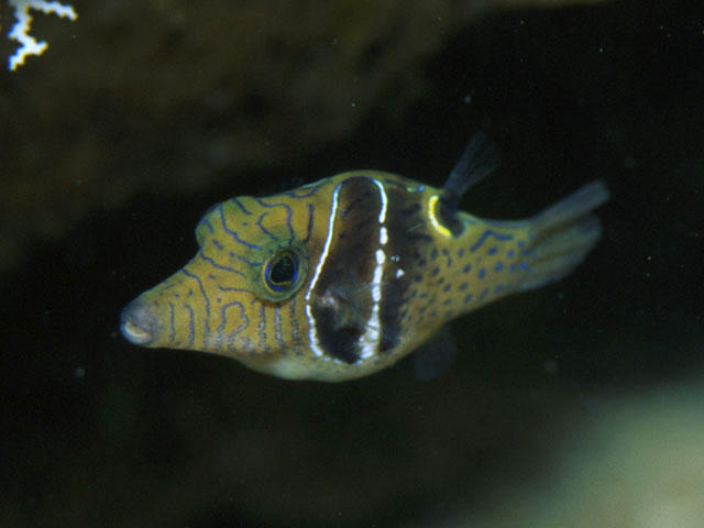 Canthigaster ocellicincta